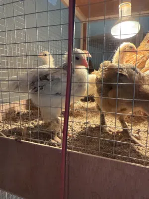 فروخ دياي براهمة جامبو