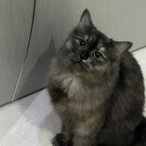 قطة شيرازية