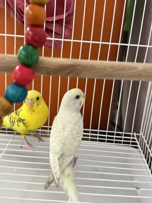 للبيع بادجي الوصف مهم قابل للتفاوض