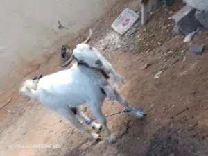السلام عليكم ادكرو الله جدي للبيع المكان تاجوراء