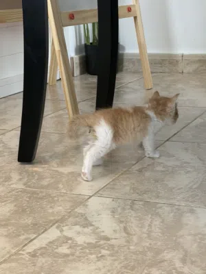 قطط للتبني فالعين