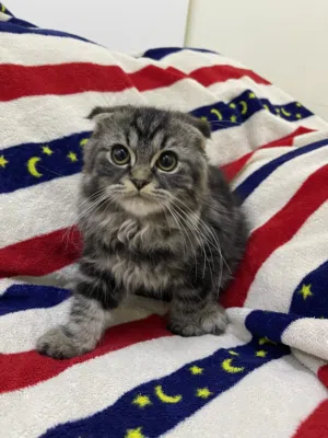 Scottish Fold Long Hair 2 Tone (Female) 4 Months Old