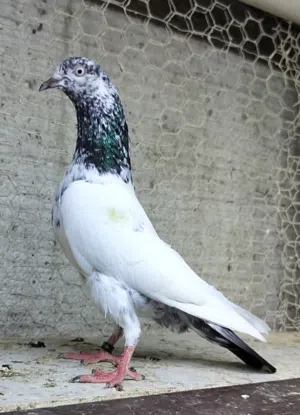 Pakistani pigeon