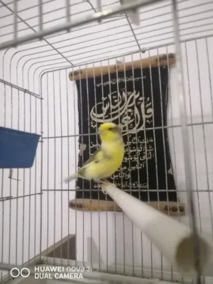 كناري ذكر وانتي مشاء الله للبيع
