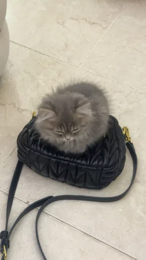 Male persian kitten 350 aed for ALL his stuff