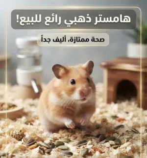 هامستر سوري ذهبي للبيع بحالة ممتازة