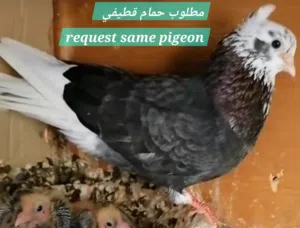 مطلوب حمام قطيفي  request same pigeon