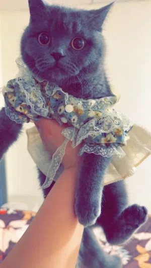 قطة سكوتش فولد للبيع