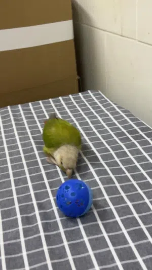 2 Cinnamon conure parrot pair