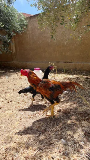 جاج باكستاني للبيع