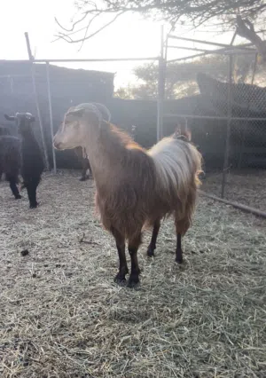 للبيع جدي سمين مؤجر ترس لحم فول العمر سنتين