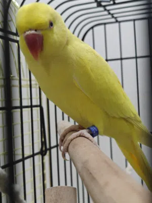 Yellow parrot indian Ringneck Parakeet ببغاء درة هندي أصفر (لوتينو) جميل
