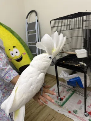 Beautiful Umbrella Cockatoo – Hand Tame, 1.5 Years Old