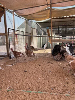 دجاج رومي من الطيبه