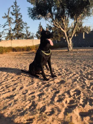 جراوي مكسيكيات