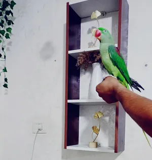‏ببغاء‏3