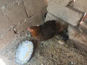 جاج وصوان للبيع