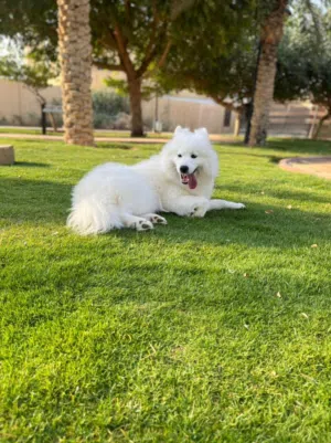 كلب أنثى سامويد سلالة سيبريا 3 سنوات للبيع