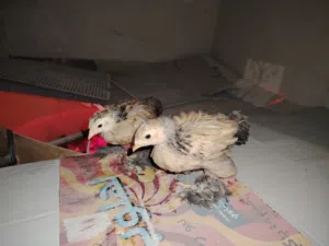 صيصان للبيع