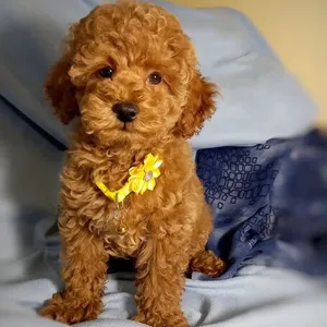 Adorable Poodle puppies