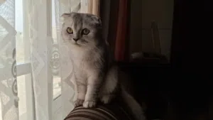 قط للبيع سكوتش فولد سلفر