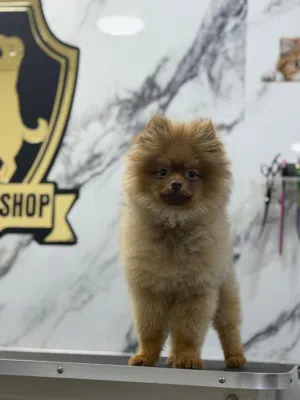 بومرينيان شوكليت 4 اشهر 4 months Pomeranian