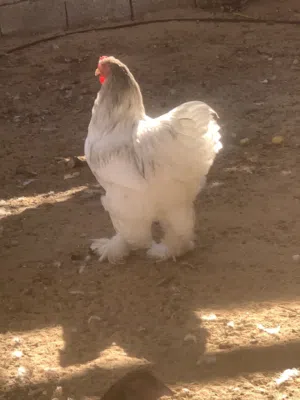 دجاج براهمه