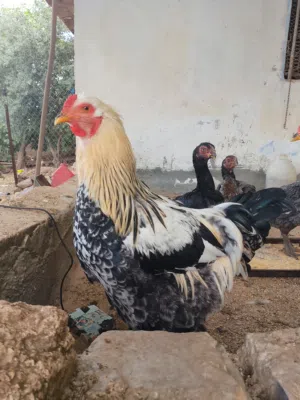 ديوك براهما عمر 10 شهور ماخذ كل المطاعيم صحه ونضافه سعر الديك 22 دينار