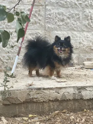 للبيع انثى بوميرينيان