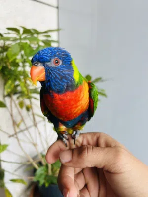 فرخ لوري وجه فطم للبيع اليف