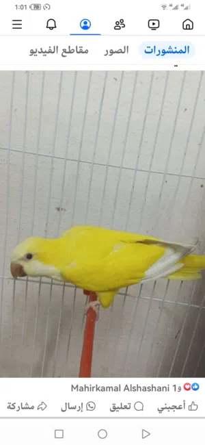 جوز كويكر الببنو ولاتينو