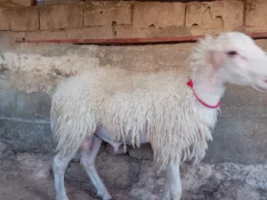 خروف مخلاع صلاة النبي عليه