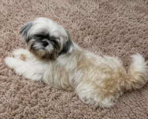 shitzo dogs