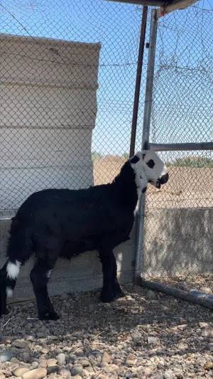 كبش سوداني
