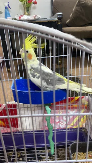 جوز كوكتيل صلا نبي صحة ولعبوات كثير