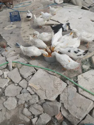 بش مصري بياض زوج