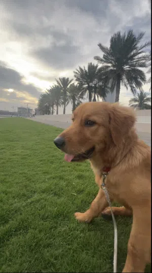 Dog / Golden Retriever