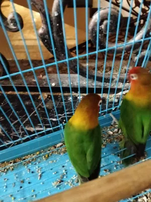 فشير جوز+لوف بيرد جوز