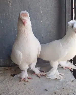 جواز مشكلات