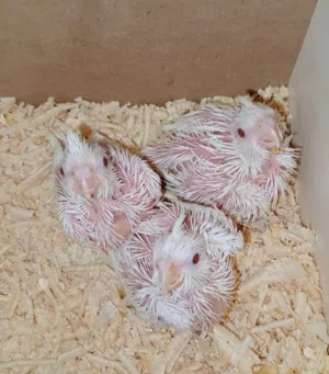 متوفر بإذن فراخ كوكتيل وروز للزق اليدوي صحه ونضافه......