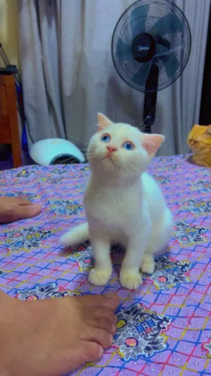 Adorable kittens ready for new home