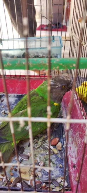 ببغاء سنيغالي
