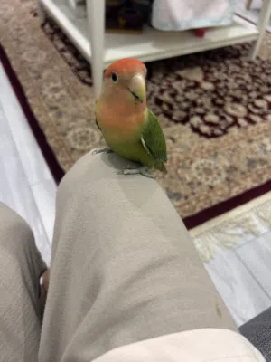 طير روز اليف شوي ما يعض إلى إذا حس مافي أمان