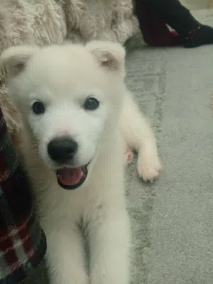 كلب سامويد للبيع لون ابيض العمر شهرينن