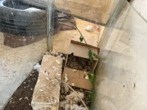 جوز بوم اليف للبيع او للبدل على وجه بيض بلفن بالعش