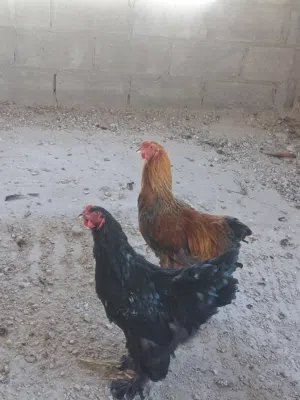 ديكين براهمه