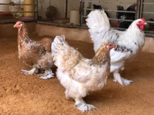 دجاج براهما