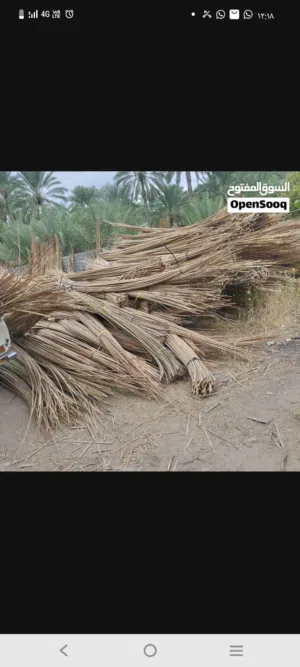 مطلوب زور نخيل