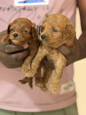 toy poodel pupies dark brown