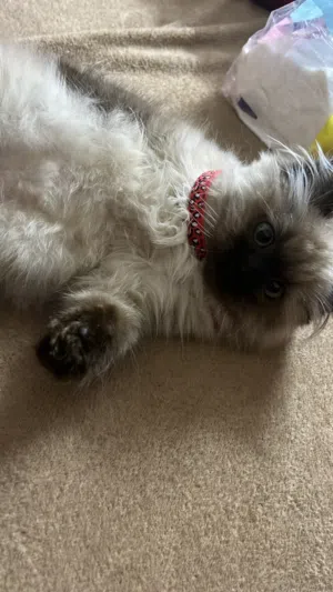 قط هيملايا ذكر